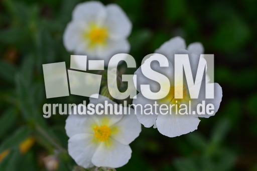 Sonnenröschen_3.jpg